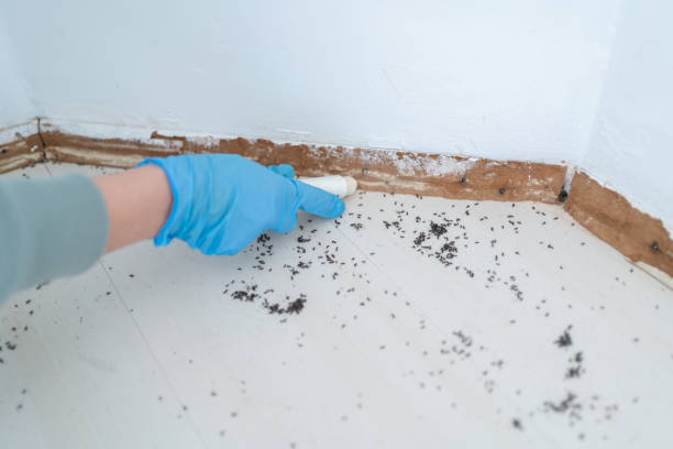 Best Affordable Pest Control Services  in Bethany, OR